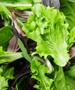 Alternative view of Mixed Baby Leaves